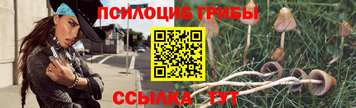 Псилоцибиновые грибы Psilocybe Чита